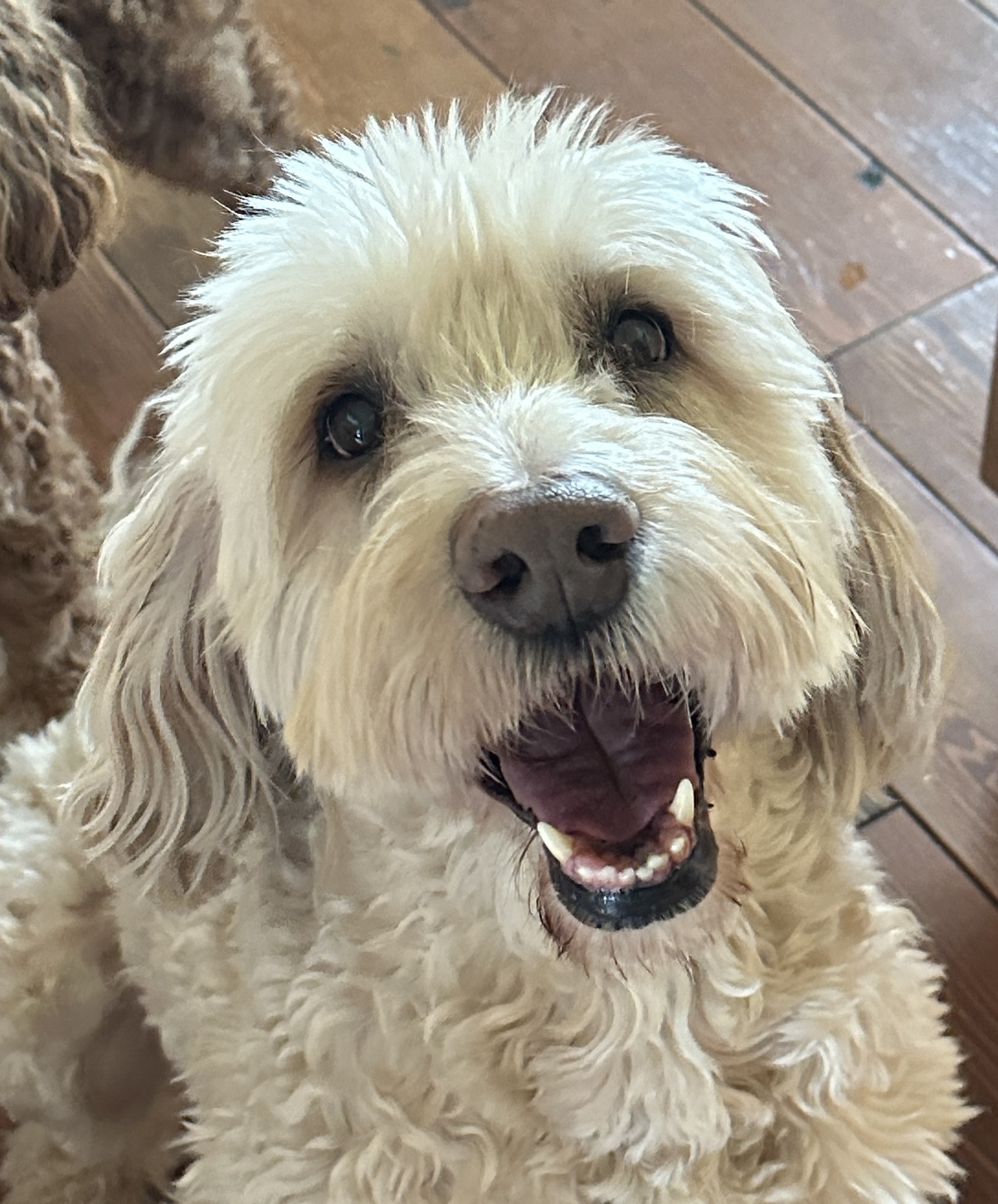 Charlie the labradoodle closeup