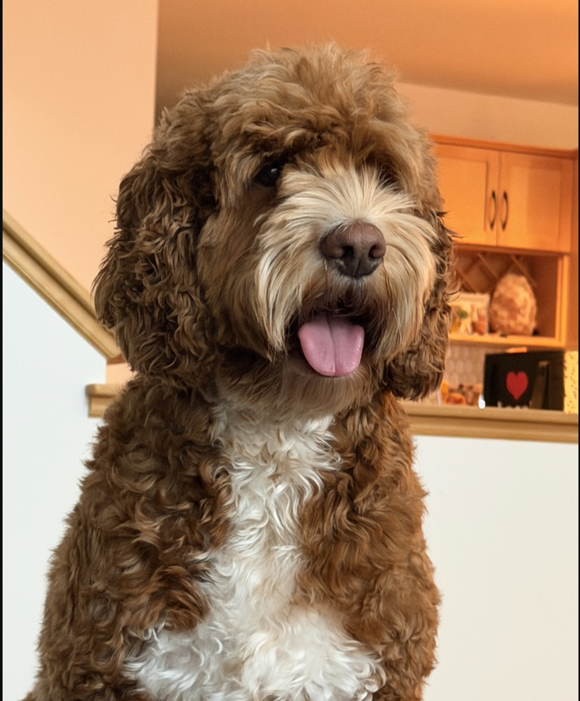 Cooper