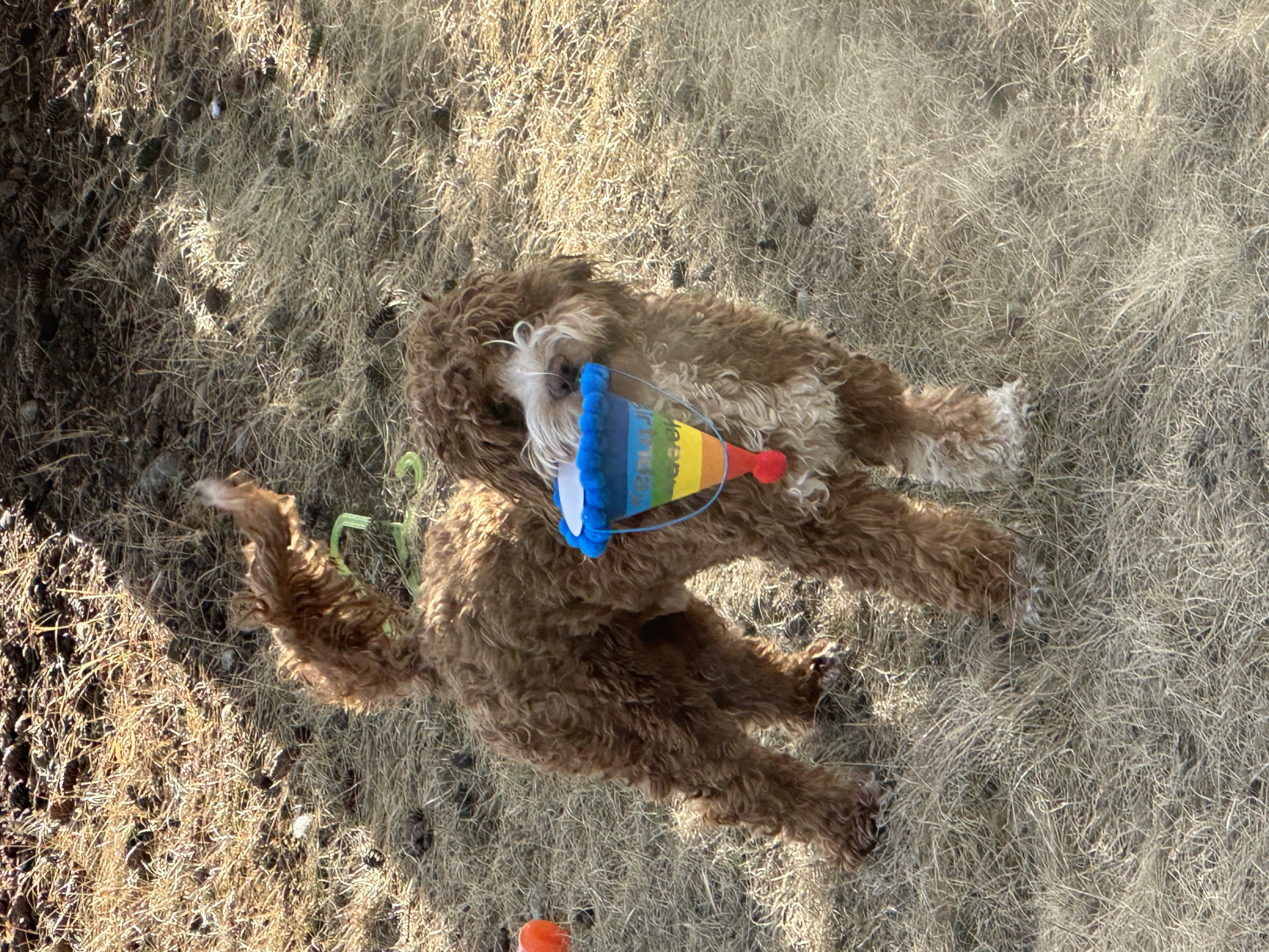 Cooper with party hat