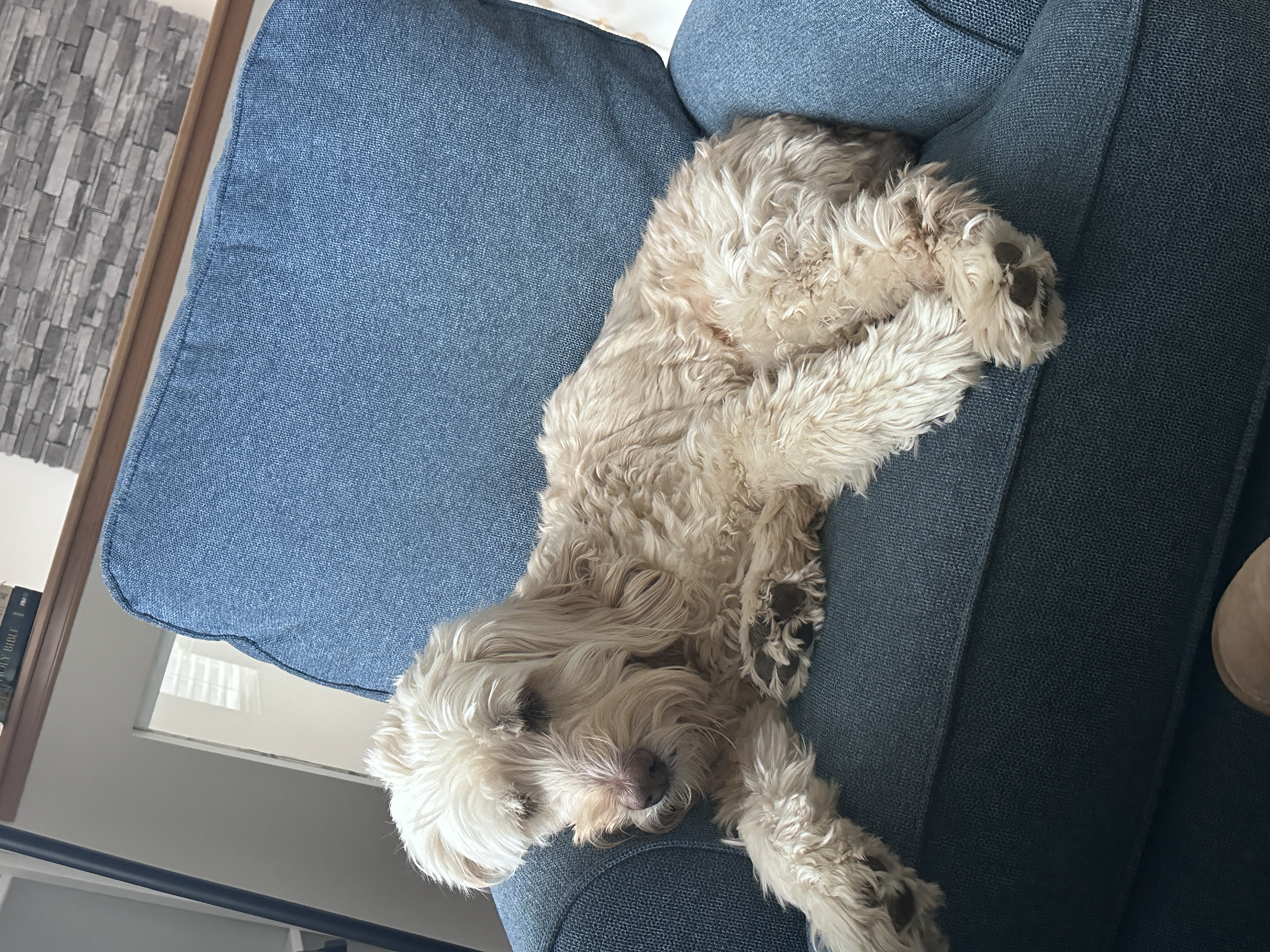 Charlie resting