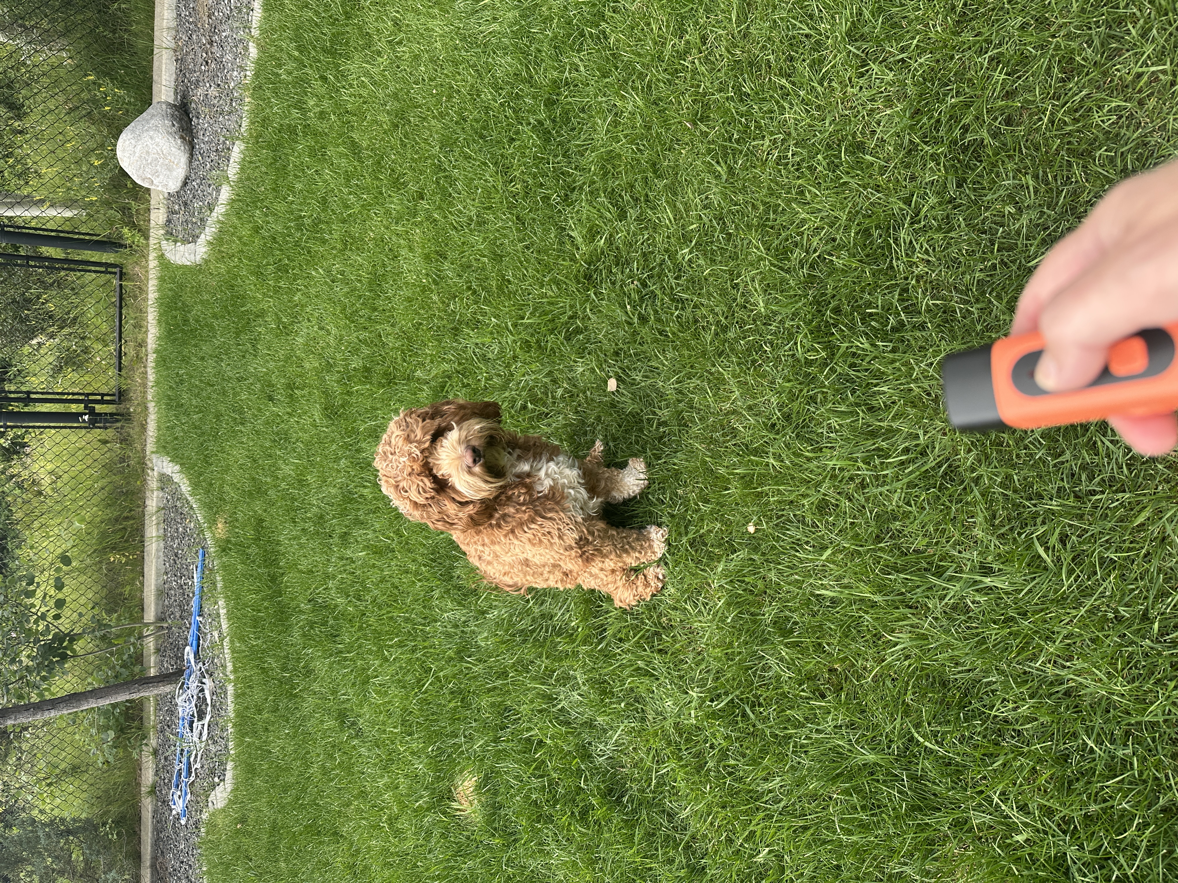 Cooper in the yard